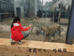 北京新開一家動物園,可以和老虎共進午餐 北京新開一家動物園,可以和老虎共進午餐