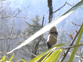 出沒於秦嶺的野生熊貓，是山中帶毛修行的真隱士