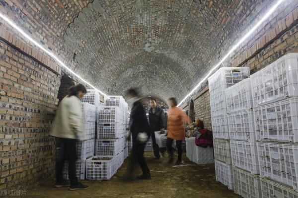 大姜價格時高時低,專家巧支招,農戶大讚:不用再看客商臉色了 大姜價格時高時低,專家巧支招,農戶大讚:不用再看客商臉色了