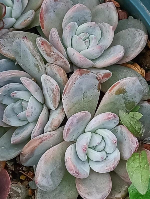 紅紅火火過年的肉肉