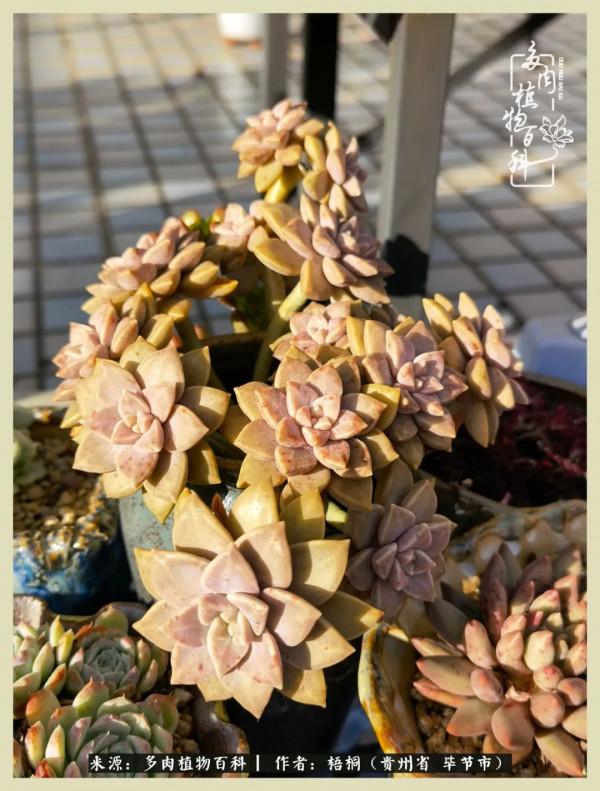 世間瞬息萬變，我們的友誼不變，閨蜜相聚，賞肉言歡