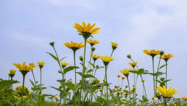 2021好幸運，和你在昌平走過春夏秋冬