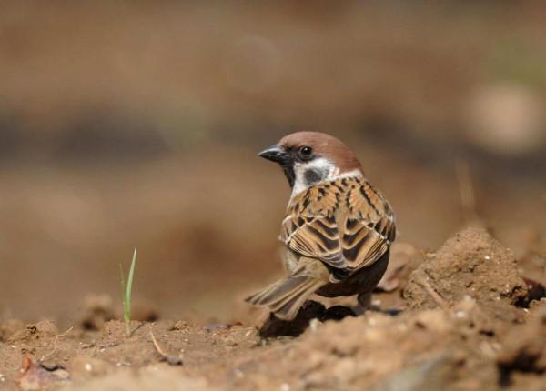 隨處可見的麻雀竟然都是“進口的”,我國本地麻雀去哪了? 隨處可見的麻雀竟然都是“進口的”,我國本地麻雀去哪了?
