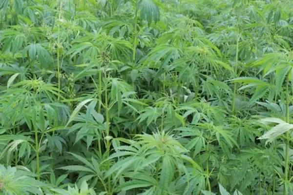 麻子，炒麻籽，麻湯飯及其他