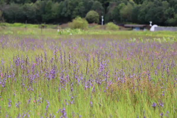 科普小知識丨北海溼地生物多樣性科普:山梗菜 科普小知識丨北海溼地生物多樣性科普:山梗菜