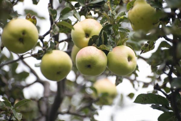 12種實用性強的農藥混用配方！可減少用藥量20&percnt;，預防效果可達99&percnt;