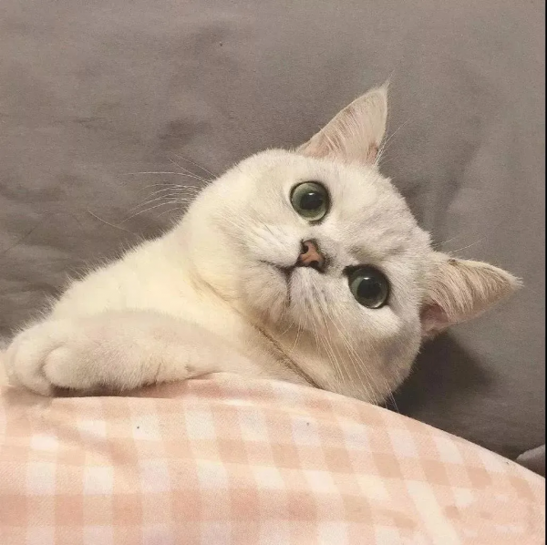 萌寵系列頭像「貓咪情頭」