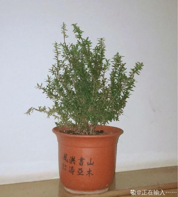 一種花像“松”又像“梅”,花色三變,易爆盆,開花持續小半年 一種花像“松”又像“梅”,花色三變,易爆盆,開花持續小半年