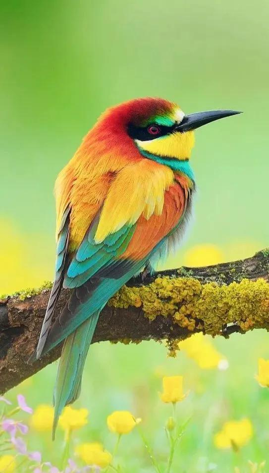 100幅美麗的鳥圖欣賞