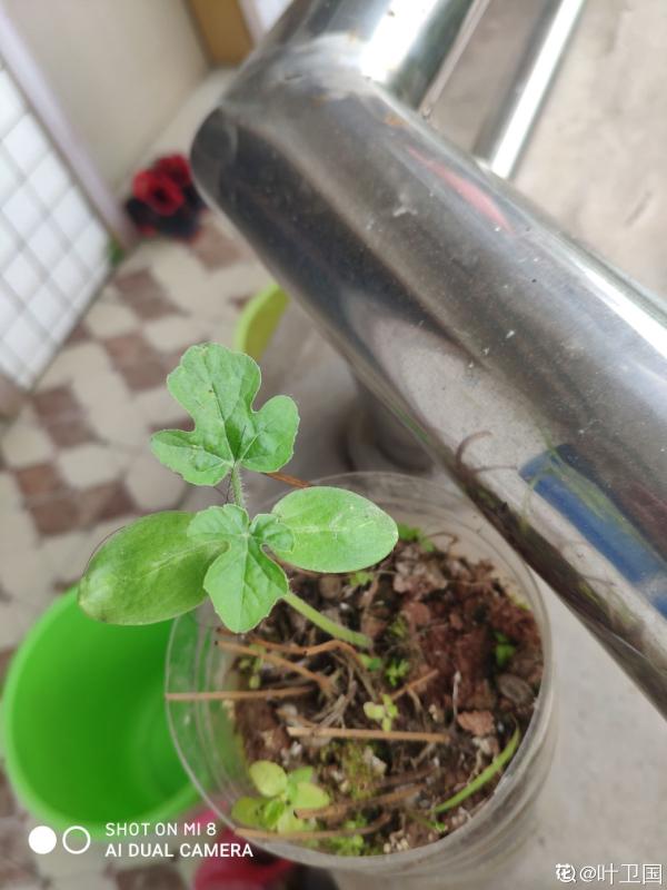 陽臺西瓜咋不甜?5個細節需要注意,西瓜甘甜汁也多 陽臺西瓜咋不甜?5個細節需要注意,西瓜甘甜汁也多