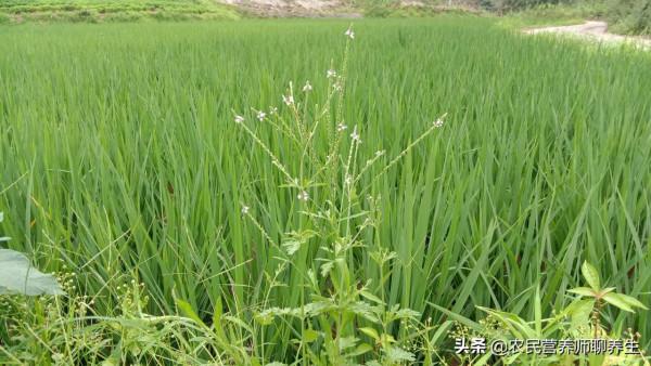 田邊常見的小草，懂得人採回家煮水，你知道它有何價值嗎？