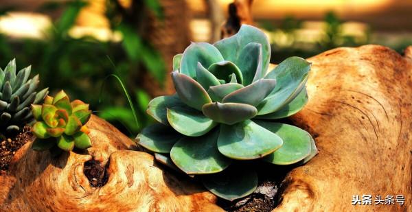 養多肉，選擇“控水”有什麼好處，哪些地方不適合用？