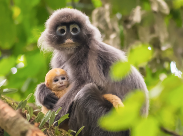 動物園見過的這些猴子，竟然是國家一級保護動物