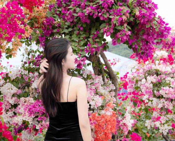 中秋將至，三角梅即將全面盛開，快來粵龍山花海世界打卡