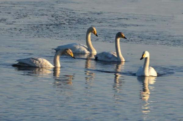 水鏡波光鴻影飛——阿旗沙壩天鵝掠影 水鏡波光鴻影飛——阿旗沙壩天鵝掠影