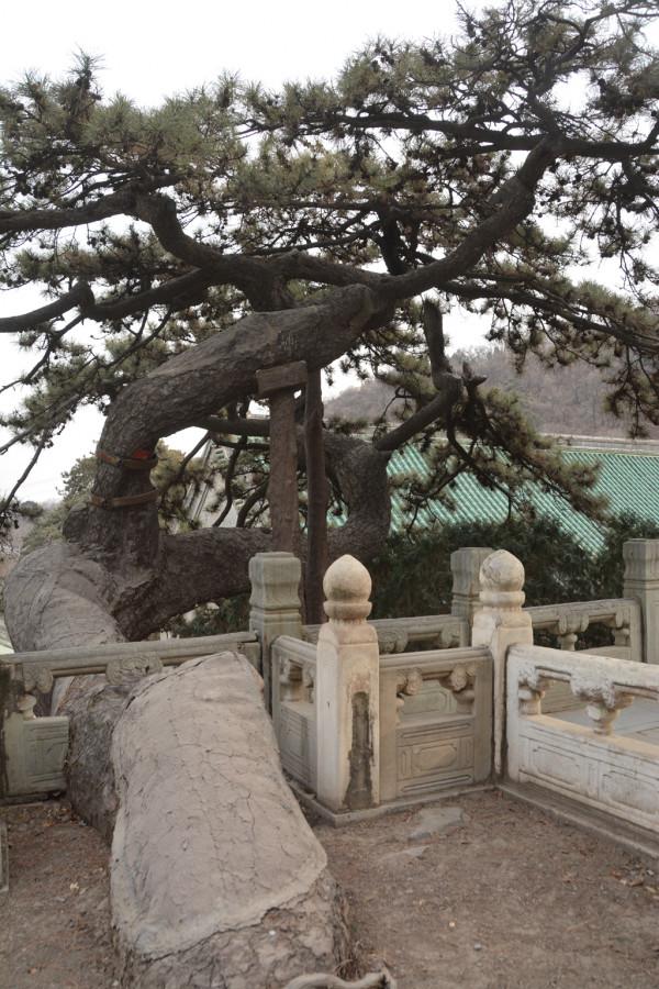 “鬼子六”之墓,到底在哪裡? “鬼子六”之墓,到底在哪裡?