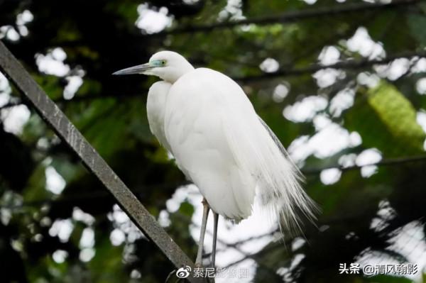 拍鳥買什麼相機，不是廣告是忠告（五）索尼半畫幅微單篇