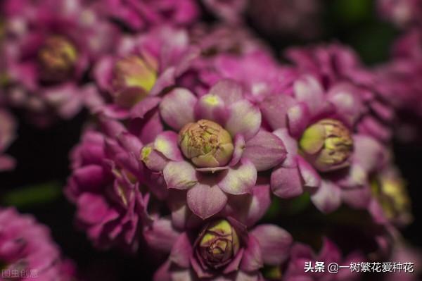 一年四季種啥花，推薦這56種花，詳細特點，讓你買到更適合自己的