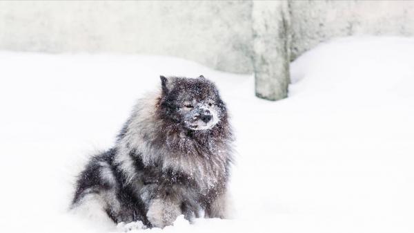 老家的土狗,暗地裡護送新女婿回家,老去的時候偷偷離開了家 老家的土狗,暗地裡護送新女婿回家,老去的時候偷偷離開了家