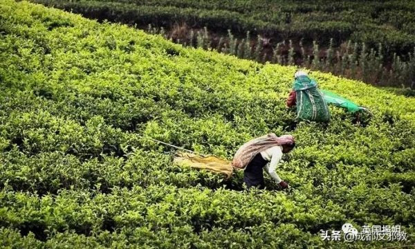 因為一杯奶茶,數千印度女人失去了孩子? 因為一杯奶茶,數千印度女人失去了孩子?