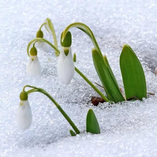 雪花蓮&mdash;&mdash;花開有時（38）