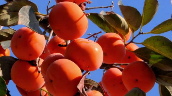 維C水果,前十名,看完記得收藏 維C水果,前十名,看完記得收藏