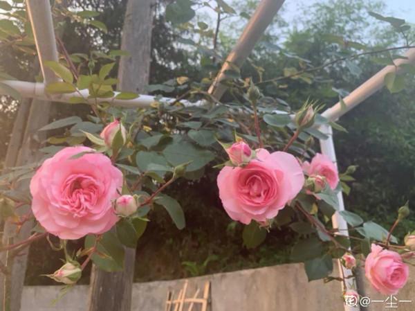 缺德商販，把“綠化草”包裝成“進口花”來賣，上當的人真不少