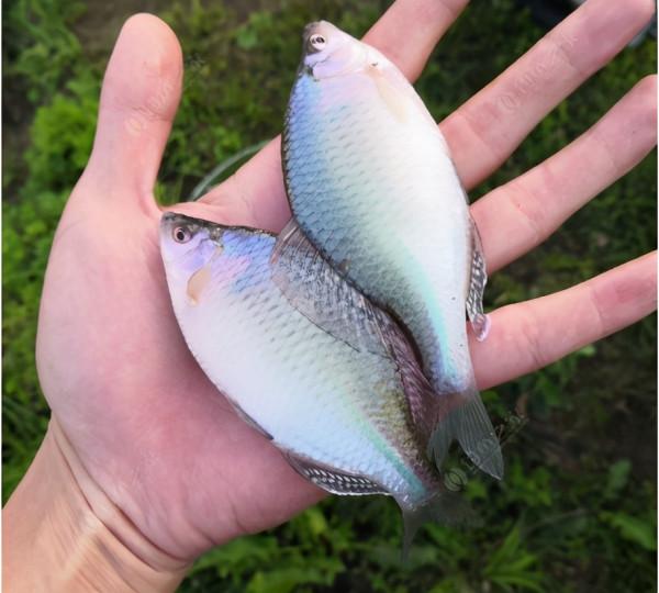 被誤解很深的魚:長得像鰟鮍,個大如鯽魚,卻常被當小雜魚扔掉 被誤解很深的魚:長得像鰟鮍,個大如鯽魚,卻常被當小雜魚扔掉