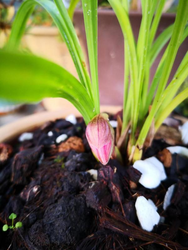 紅花荷瓣春蘭今春開花了