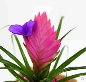 鐵蘭花一一堅強