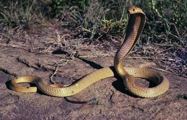 辛苦半月，十二生肖七絕版終於全部寫完，謝謝友友們的陪伴和唱和