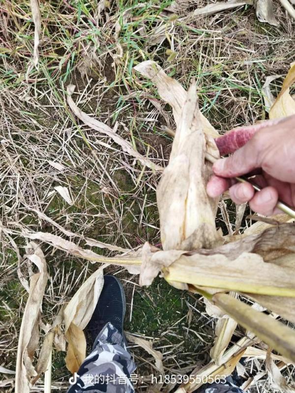 玉米地被淹，我″撿了&quot;一臺洗衣機