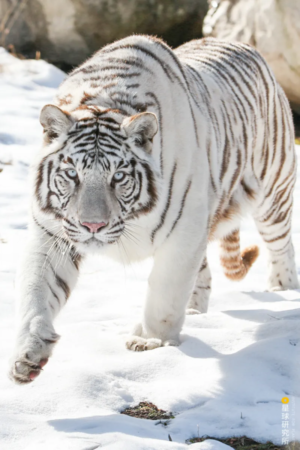 &quot&semi;meng&quot&semi;虎出山，虎年新春帶你看老虎的前世今生