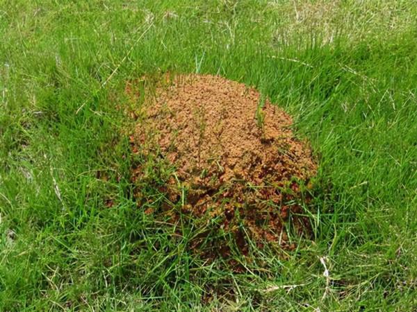 在草地上遇到這樣的土堆，請務必要遠離，它可能會要了你的命