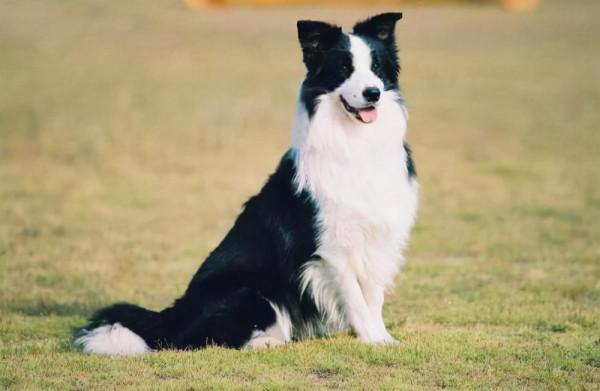 狗狗品種介紹大全！我們應該怎麼挑選適合自己的狗狗？