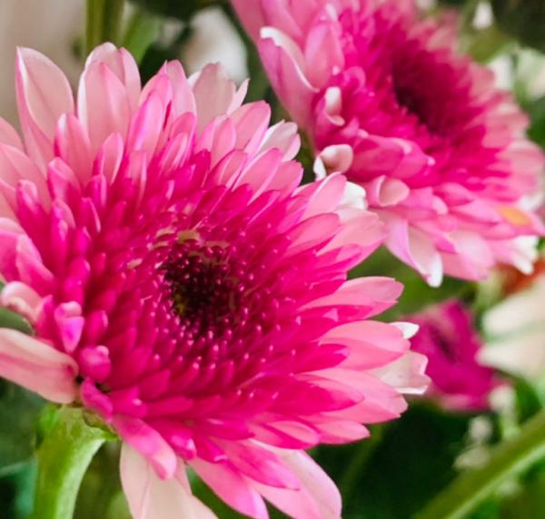 養花記住“4個有”,新手很容易學會,初步養好花沒問題 養花記住“4個有”,新手很容易學會,初步養好花沒問題