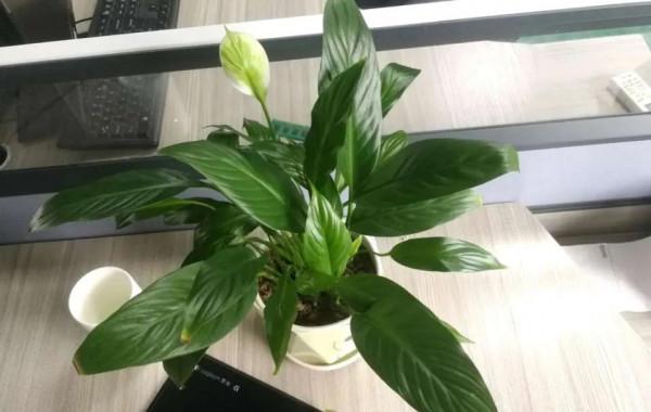 衛生間放3種花，喜溼耐陰，清新優雅，有香氣除異味