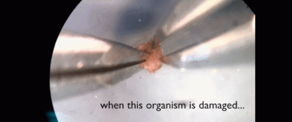 機器人也能「造孩子」:全球首個活體機器人創生命繁衍新方式 機器人也能「造孩子」:全球首個活體機器人創生命繁衍新方式