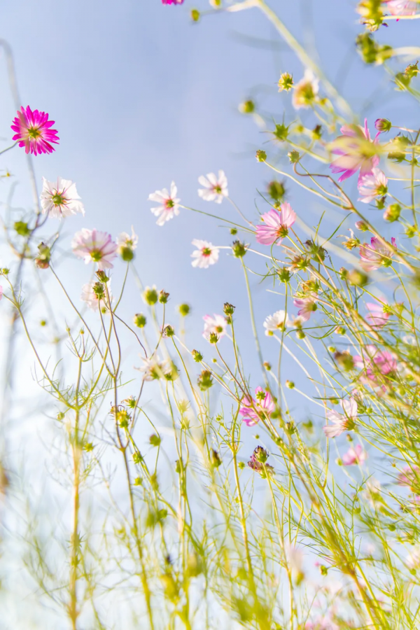 你在哪天出生，就是哪朵花，美到極致