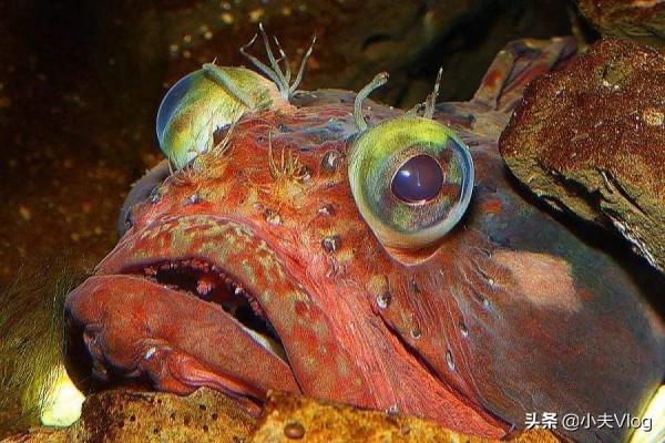 海洋中最奇特的生物之一——“大嘴巴”勃氏新熱䲁