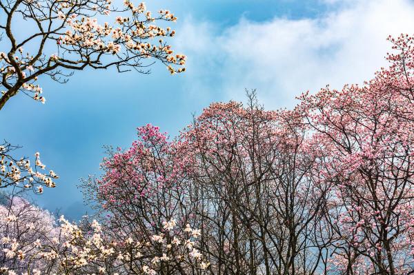 情燃西子湖畔 情燃西子湖畔