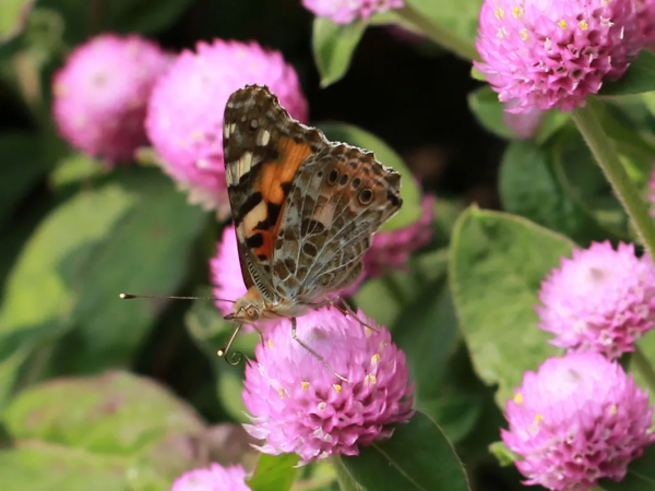 【探索】又到賞蝶季,你知道上海的常見本土蝴蝶有哪些嗎?奉上攻略→ 【探索】又到賞蝶季,你知道上海的常見本土蝴蝶有哪些嗎?奉上攻略→