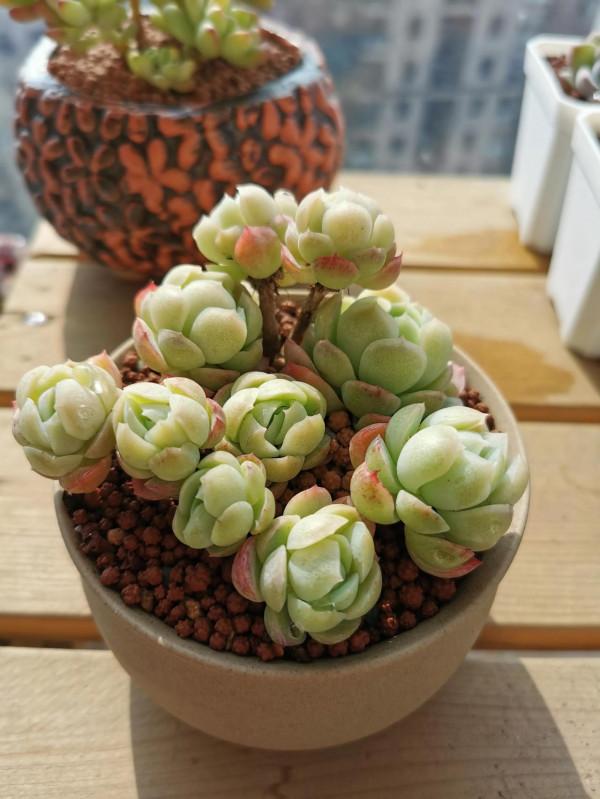 新入手的一批小可愛呀