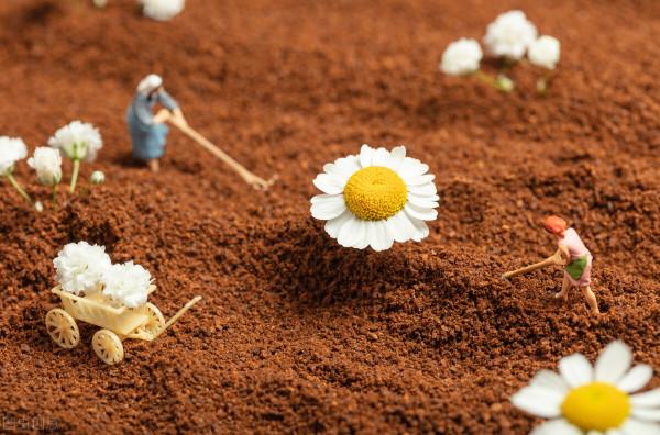 養花換下來的舊土別扔，加4種東西，比新土還好用