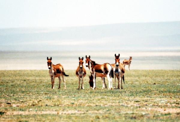 科普時間丨珍稀動物：藏野驢