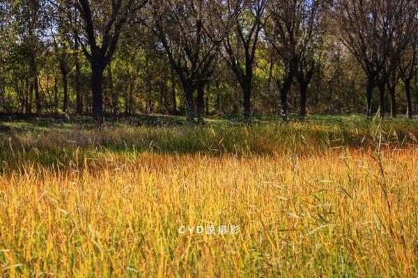 記錄南湖晚秋的色彩 記錄南湖晚秋的色彩