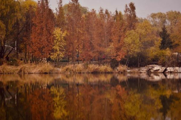 白居易詩中的秋天，賞一樹秋色，享一世安暖