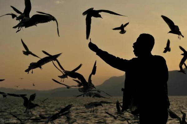 原創七絕《青島棧橋看海鷗》中華新韻
