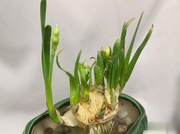 如何使水仙花準時開花? 如何使水仙花準時開花?