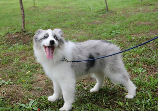 純種狗和串串狗有哪些區別？養過的人才知道